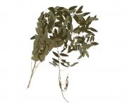 Sophora flavescens Ait. MTC